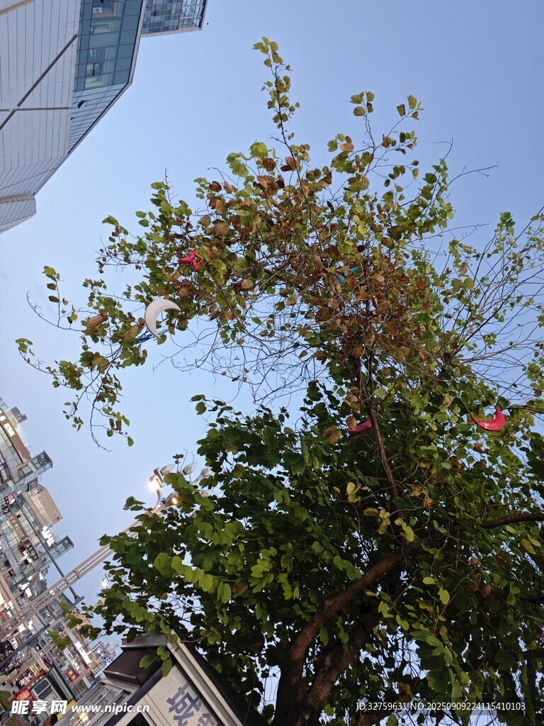 藍天綠樹間的繁茂花枝