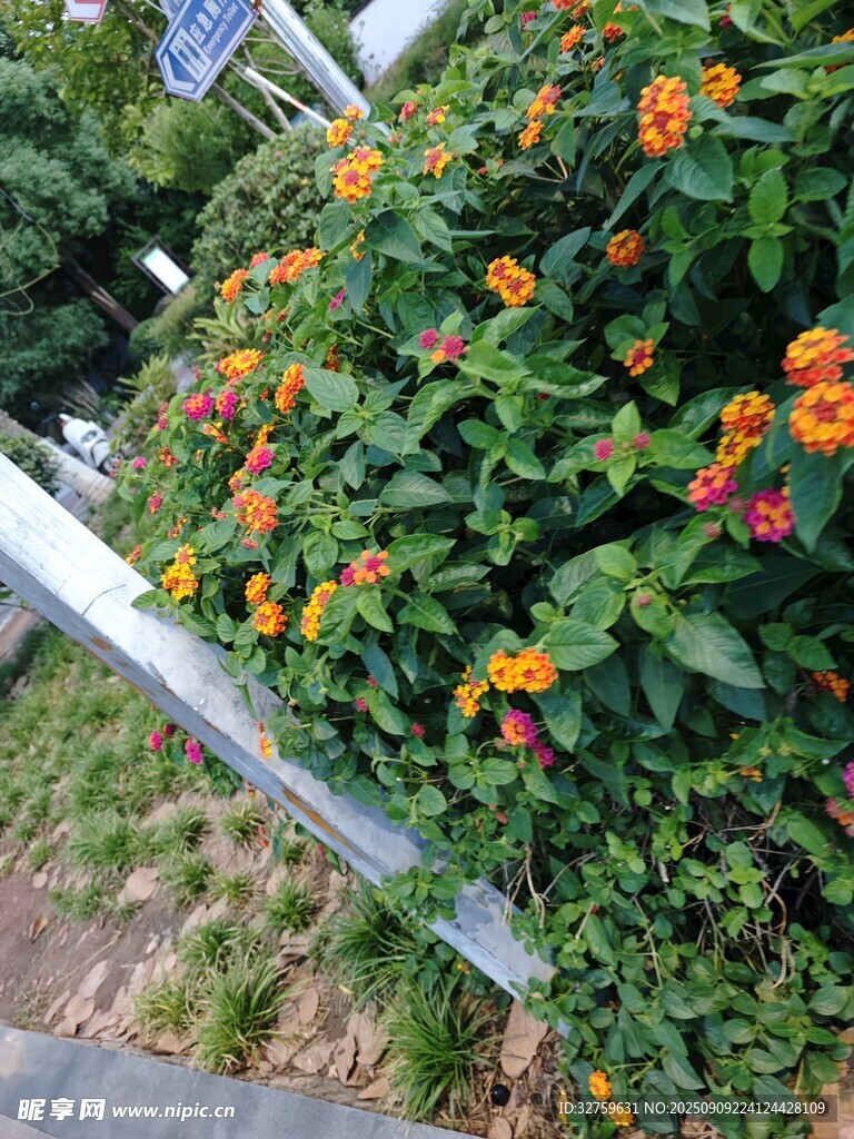 圍欄邊綻放的多彩花卉