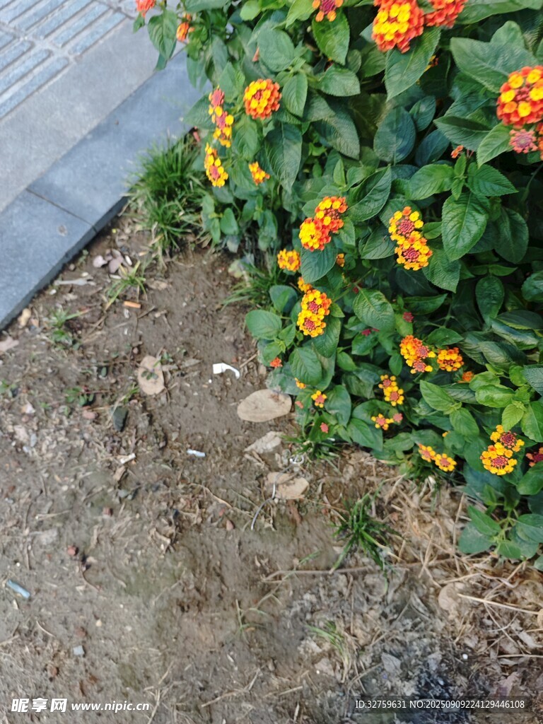 花壇邊的多彩小花