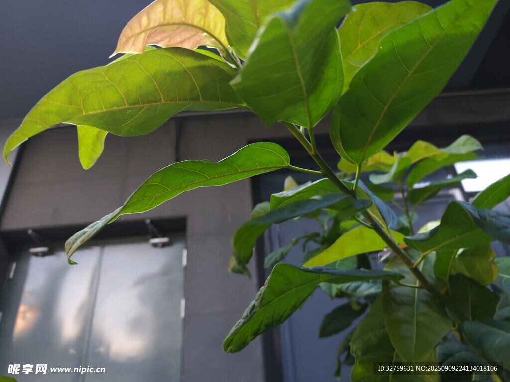 窗邊綠葉植物特寫