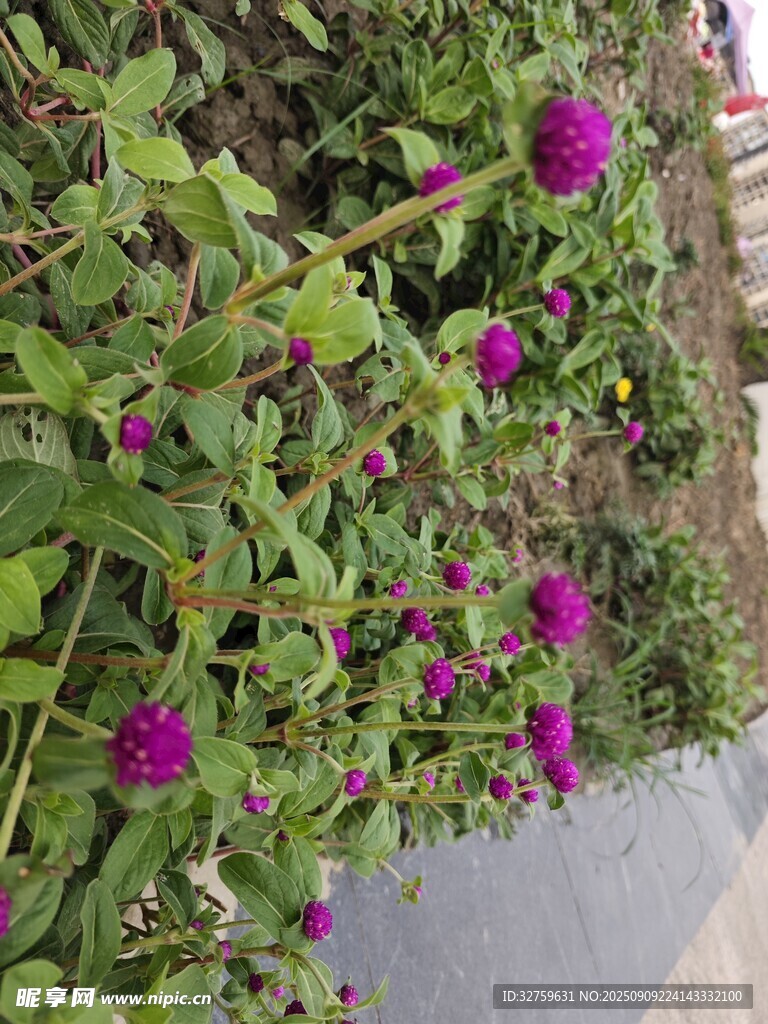 紫色花卉綻放于綠葉間