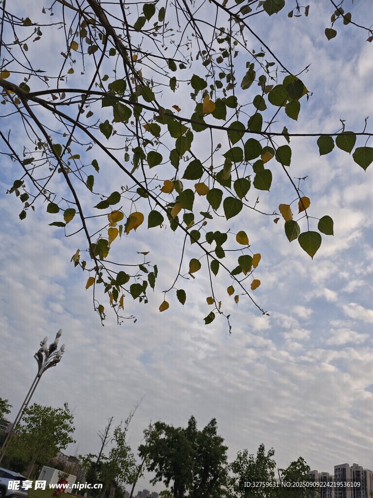 枝葉間的天空景致