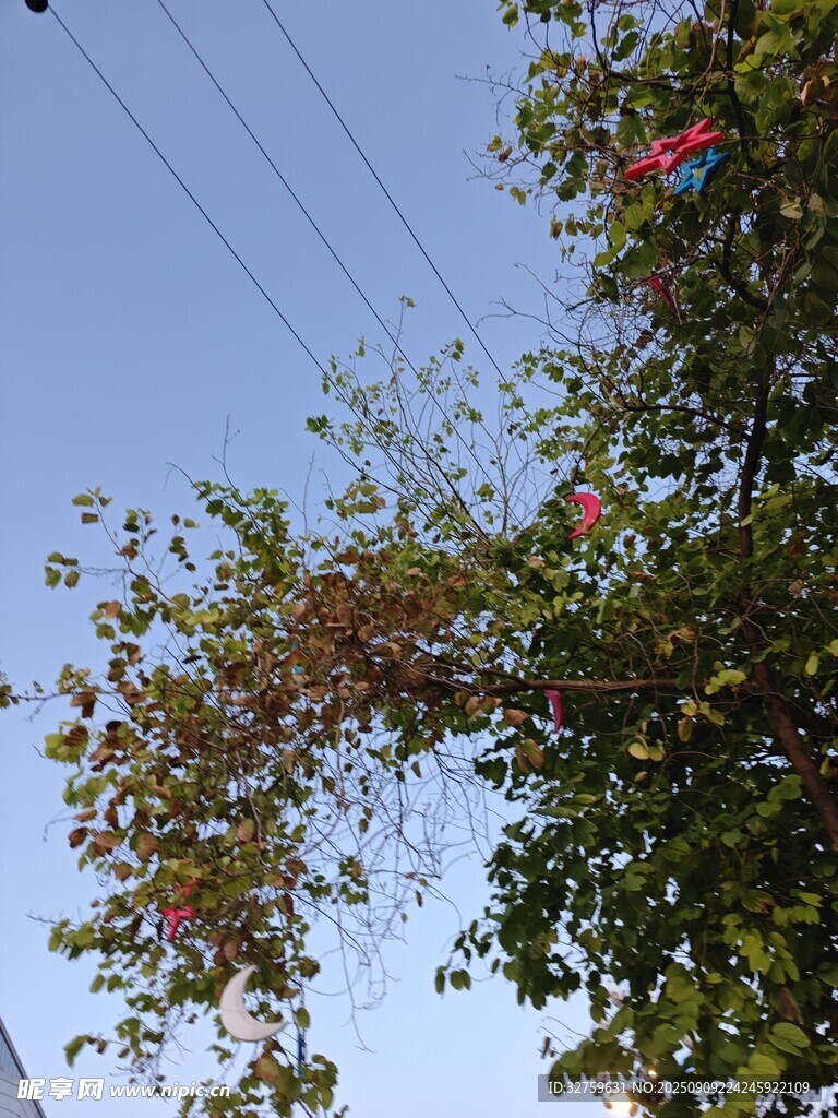 枝葉間的藍天景象