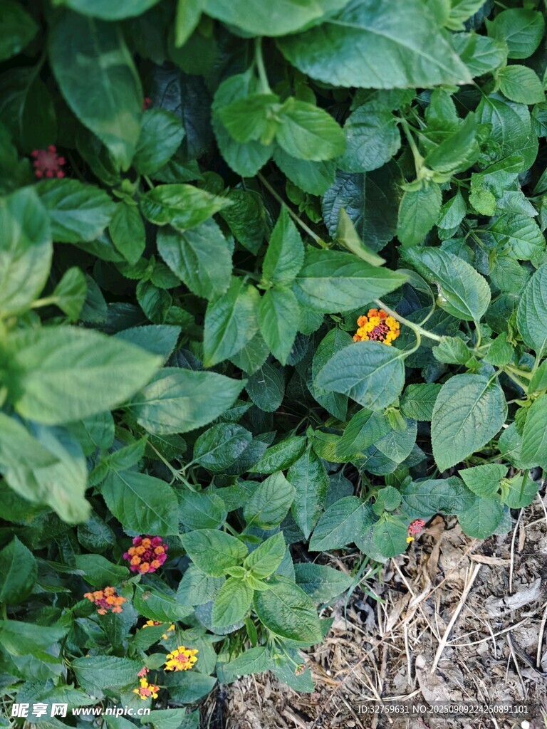 綠葉叢中綻放多彩小花