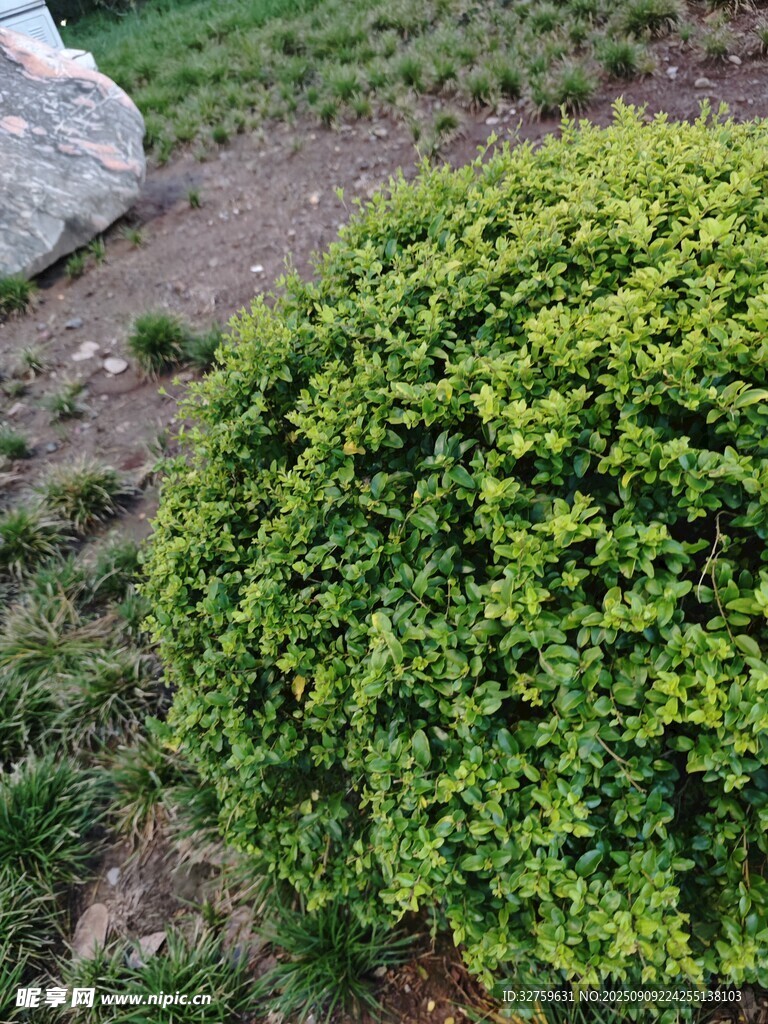 翠綠球形灌木景觀