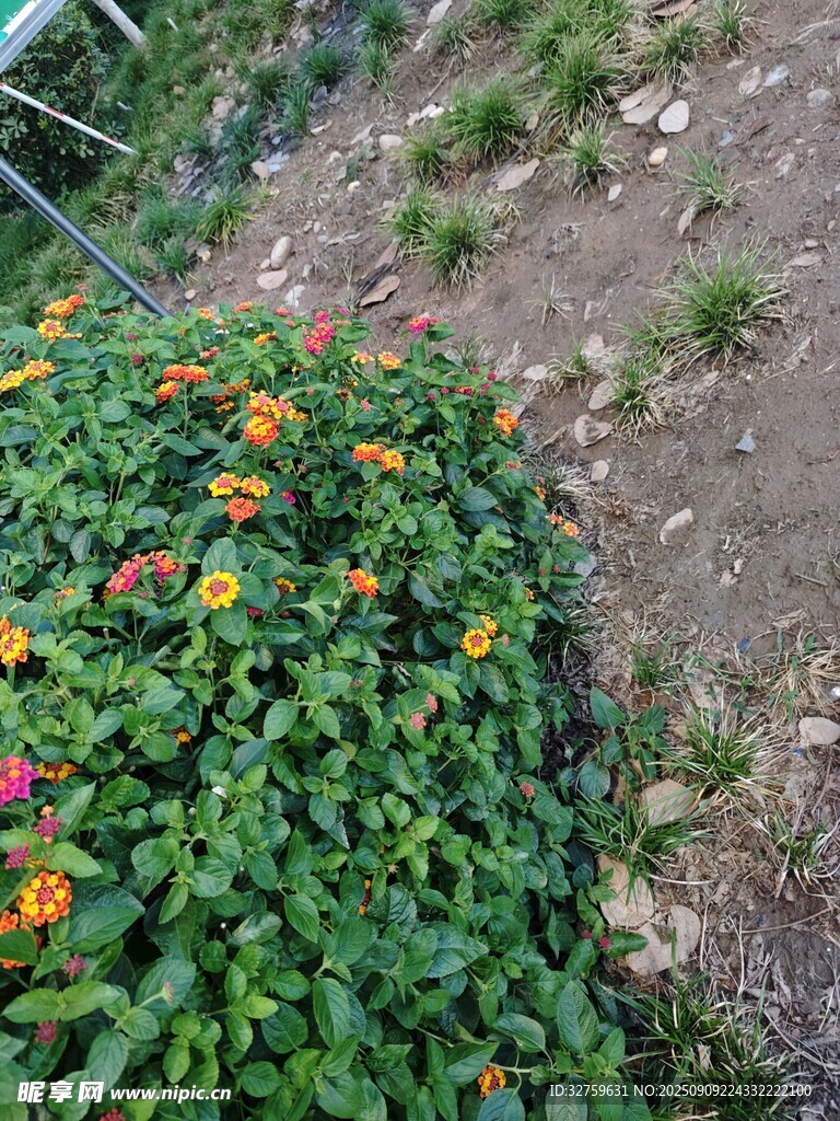 多彩花卉綻放于綠植間