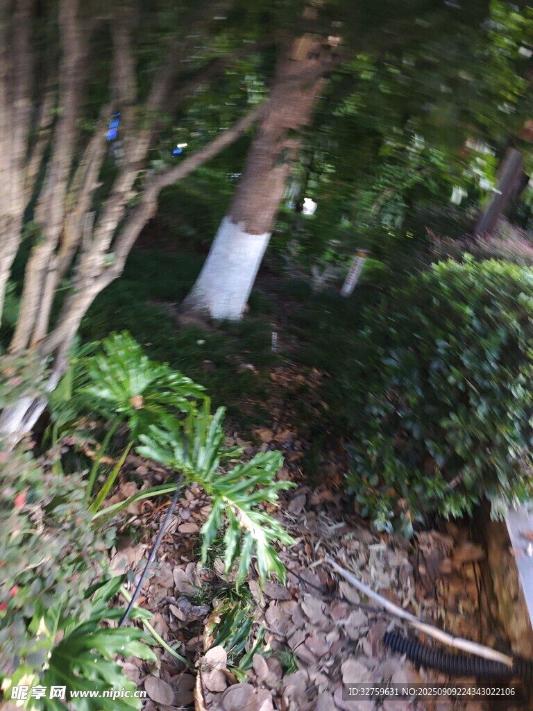 林間綠植與樹干的自然景致