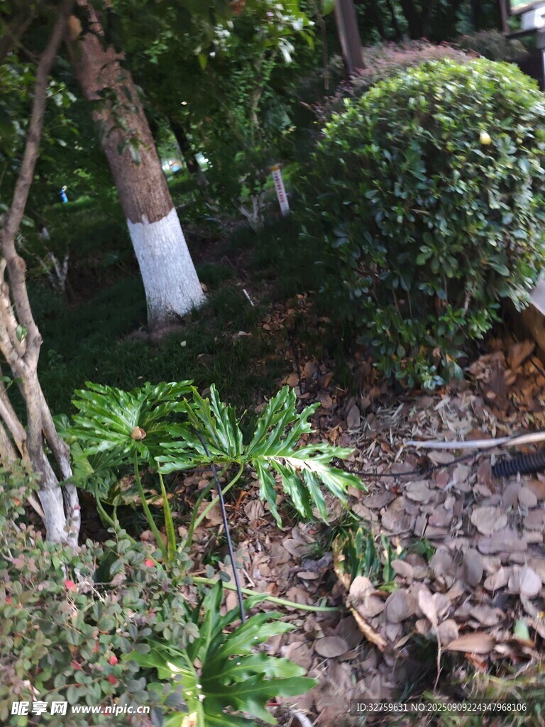 庭院綠植景觀一角