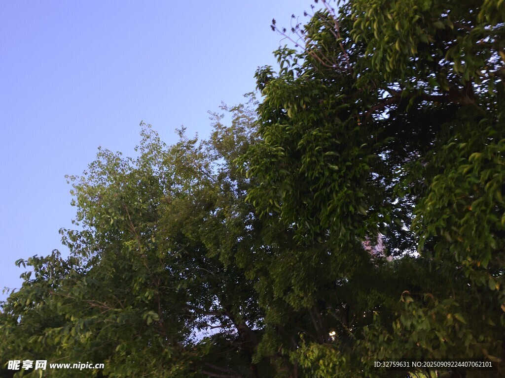 藍(lán)天綠樹的自然景致