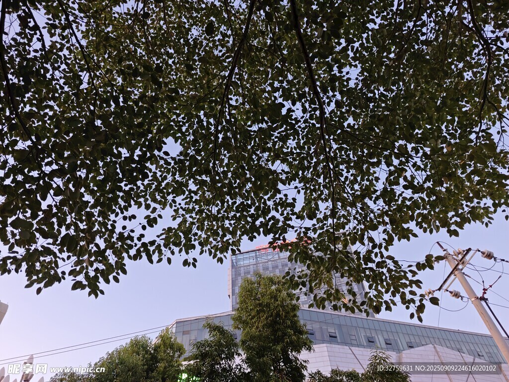 樹下仰視現(xiàn)代建筑景觀