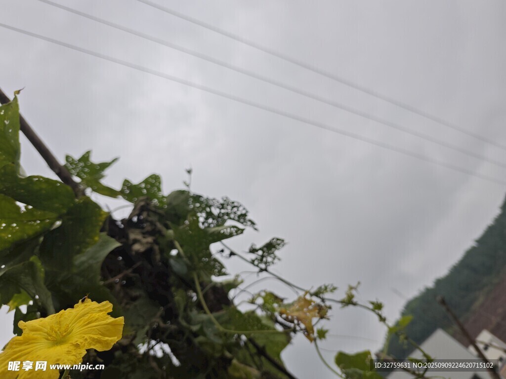 雨中藤蔓上的黃色花朵