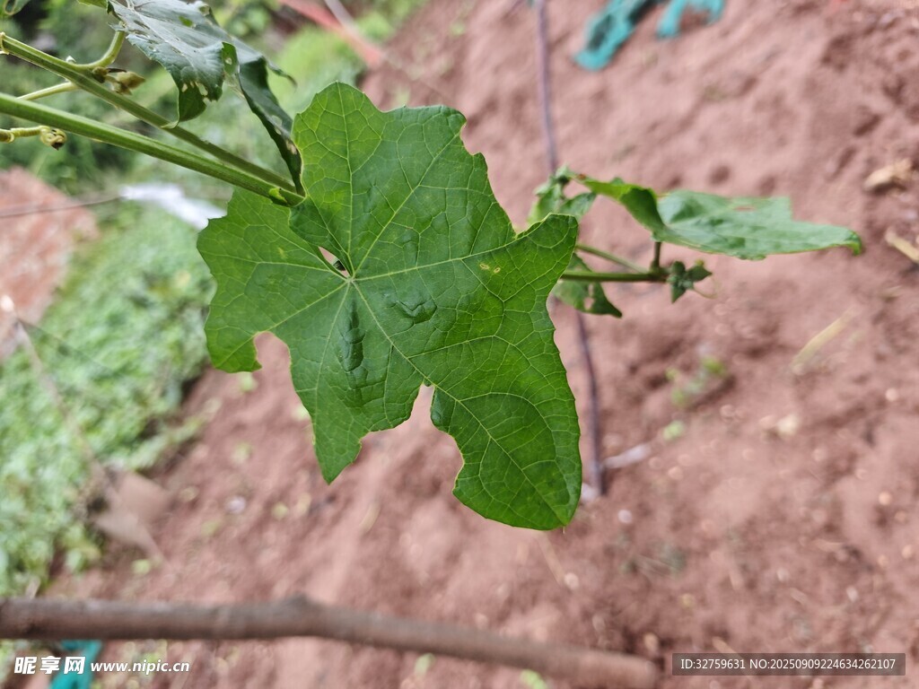 嫩綠枝葉于紅土地上生長(zhǎng)