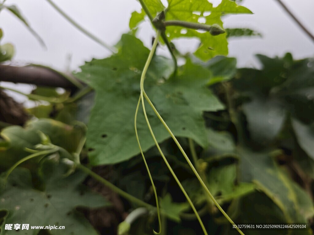 嫩綠藤蔓植物特寫