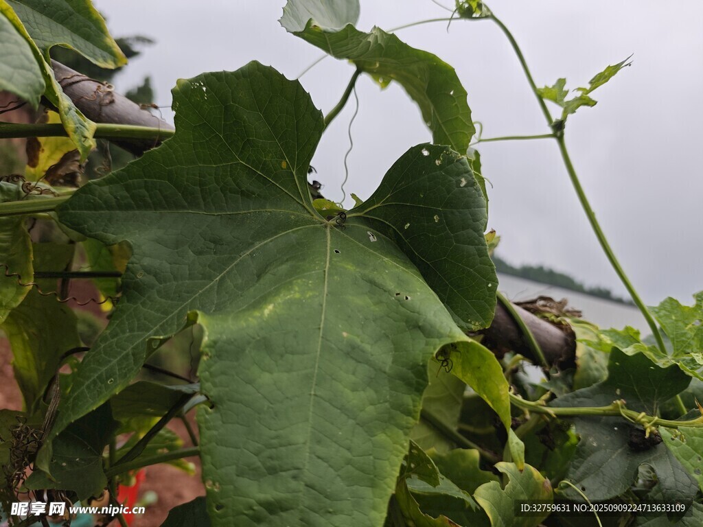翠綠瓜藤葉片特寫