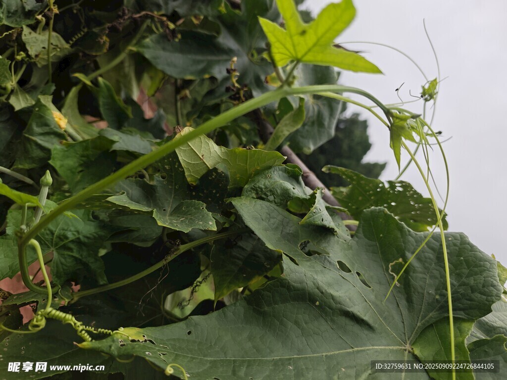 藤蔓植物特寫