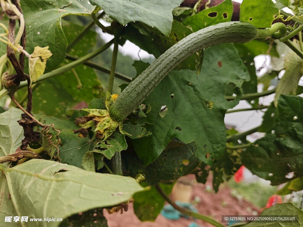 藤蔓上的綠色瓜類植物