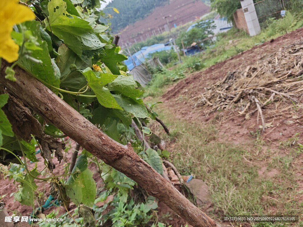 傾斜枝干上的綠葉與黃花