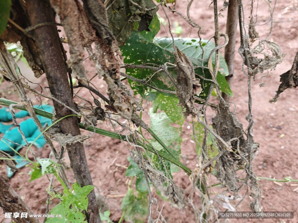 森林中的多樣植物景觀