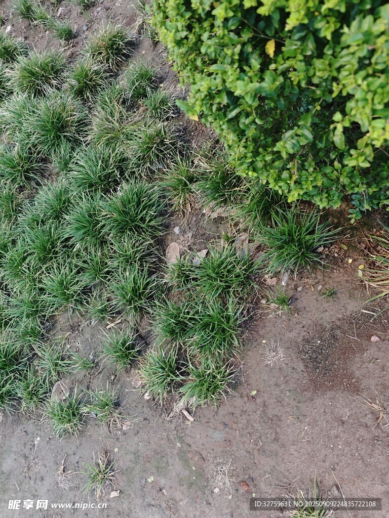 草地旁的綠植與裸露地面