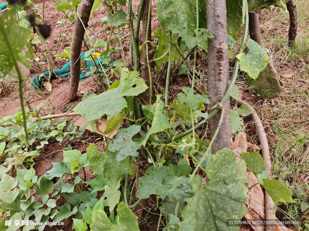 菜園中的蓬勃綠植
