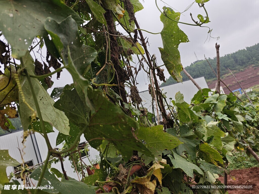 河邊繁茂綠植景觀