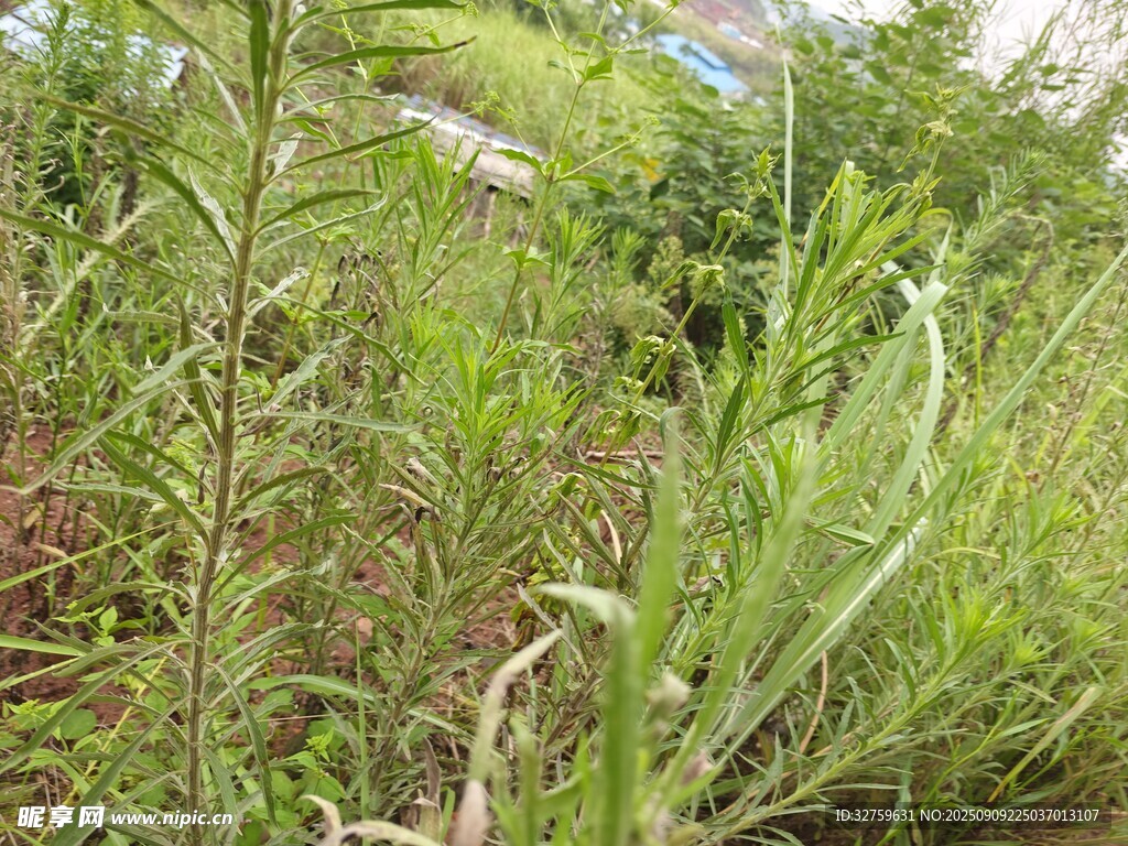 野外叢生的綠色雜草