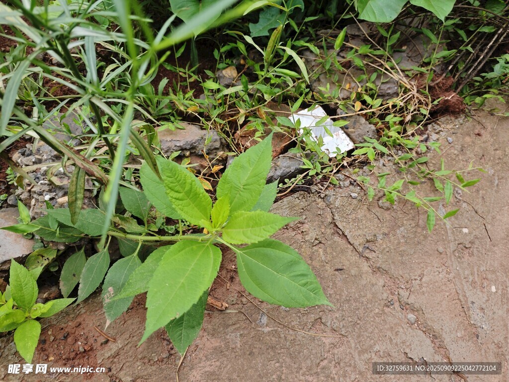 路邊生長的綠色植物