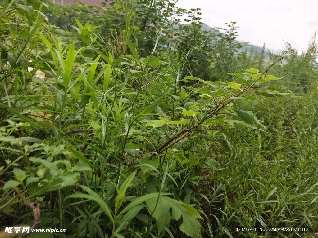 野外繁茂的綠色植物景觀