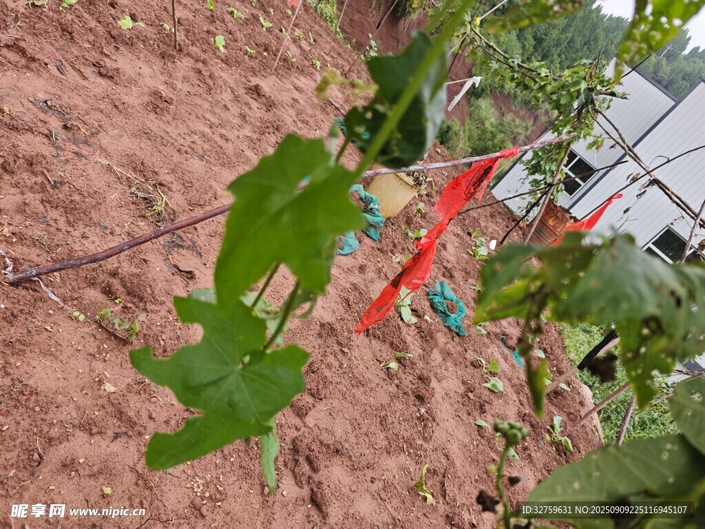 田間嫩綠植物幼苗景象