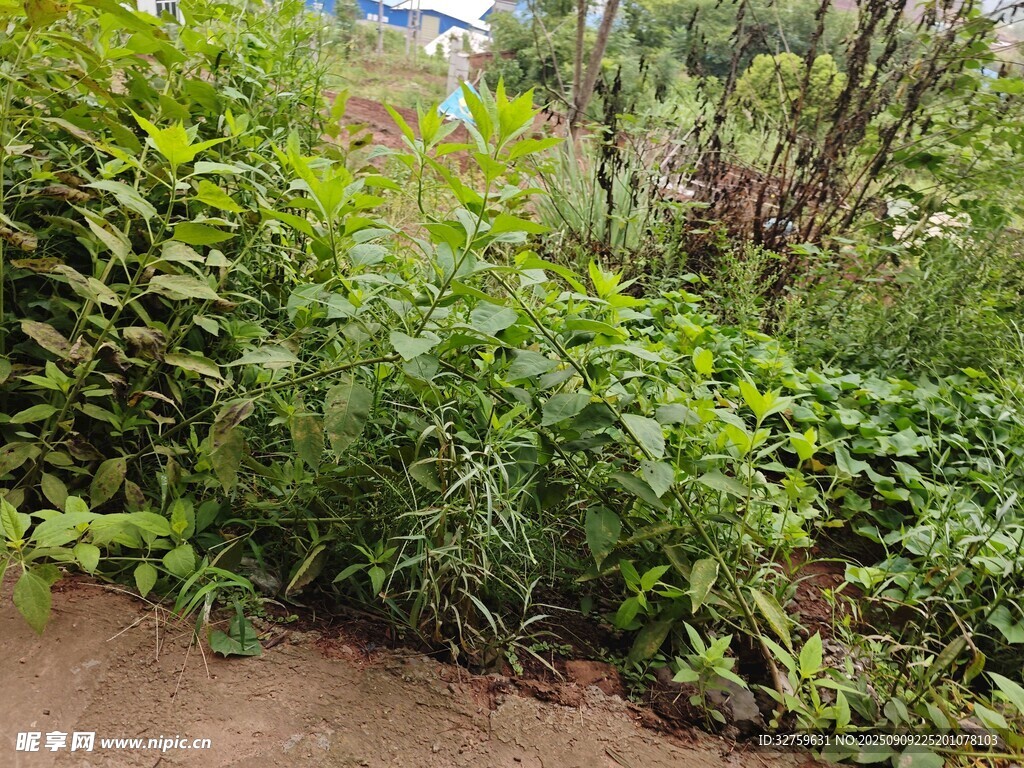 戶外繁茂綠植景象