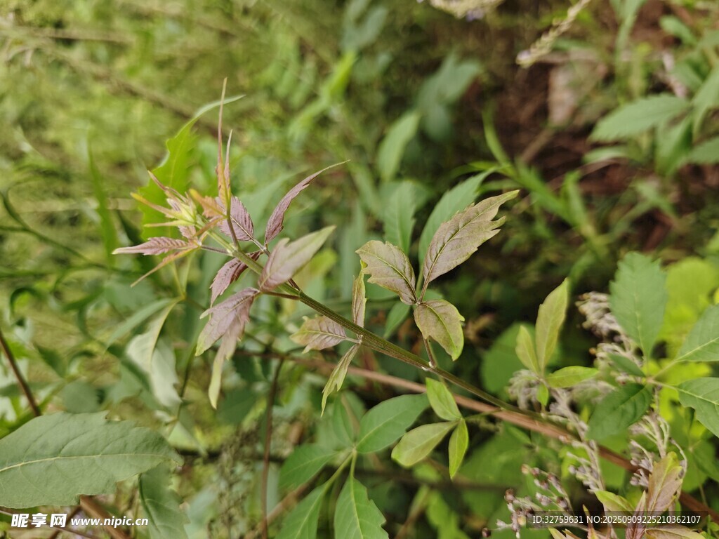 野外繁茂的綠色植物群