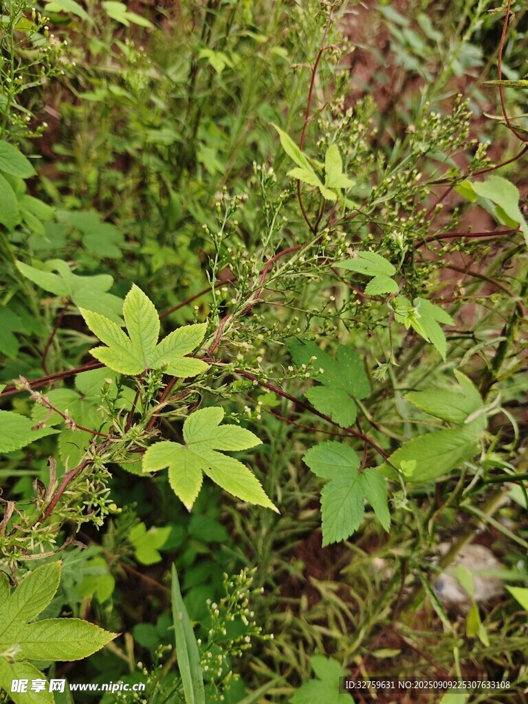 野外綠色植物景象