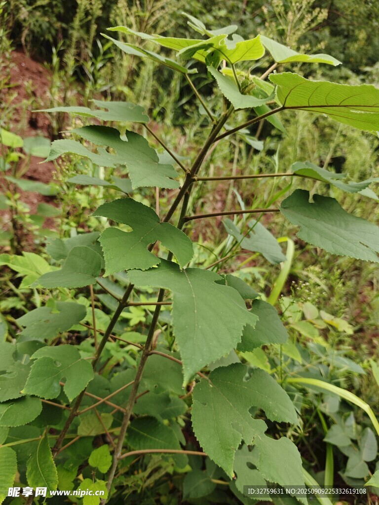 綠葉繁茂的野生植物