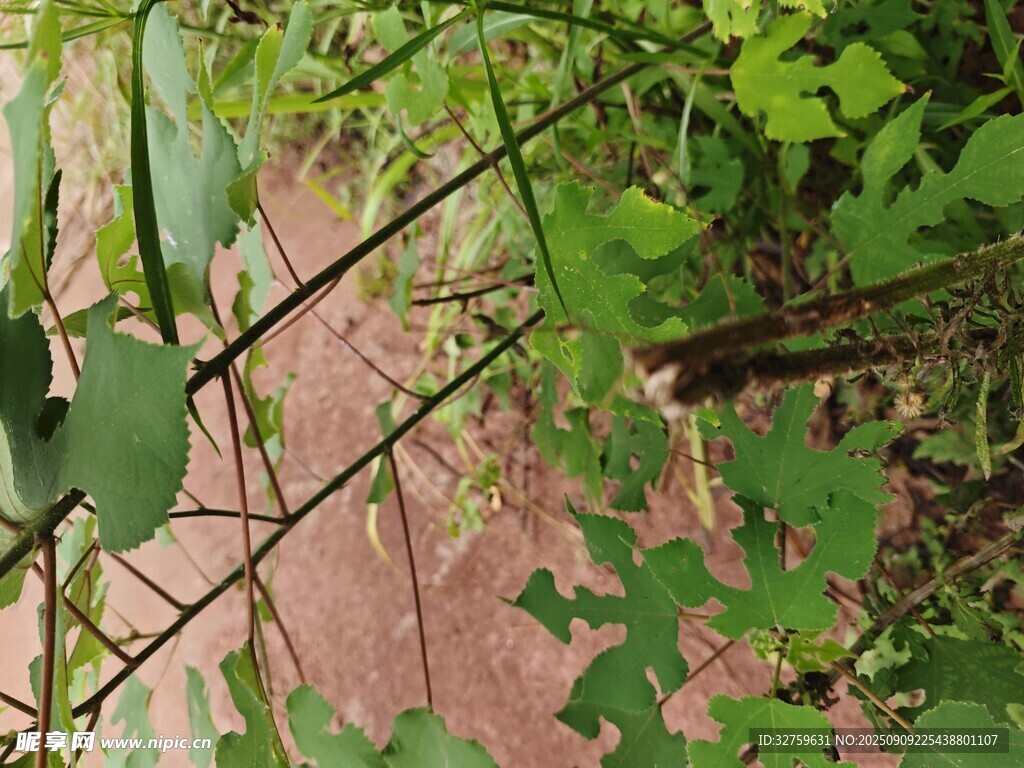 綠葉藤蔓下的紅磚景致