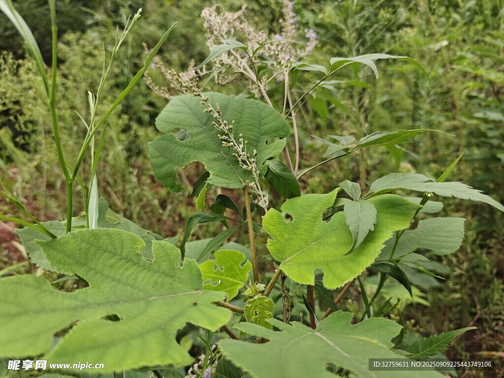 野外繁茂的綠色植物景觀