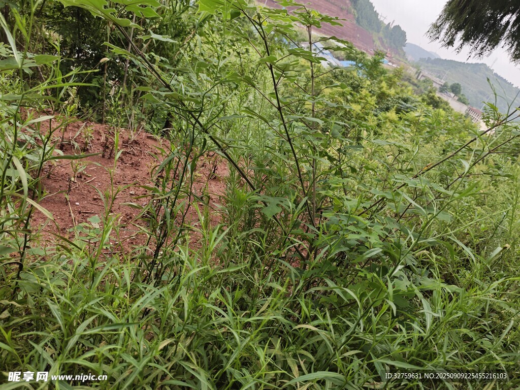 野外繁茂的綠色植物