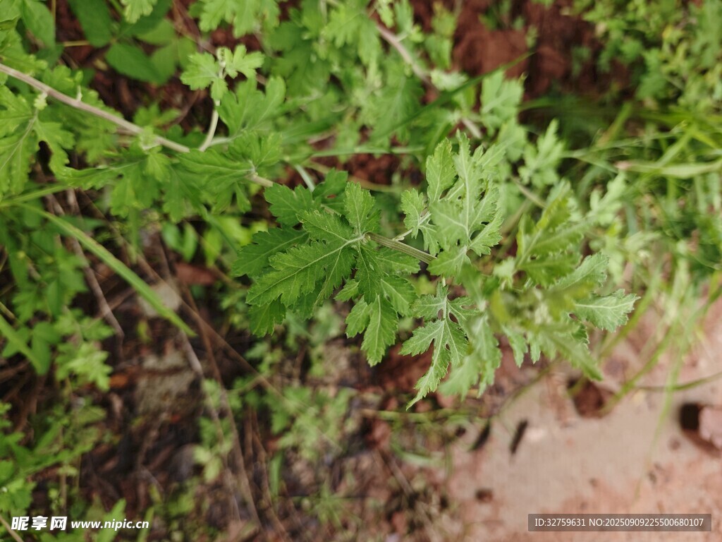翠綠繁茂的植物枝葉