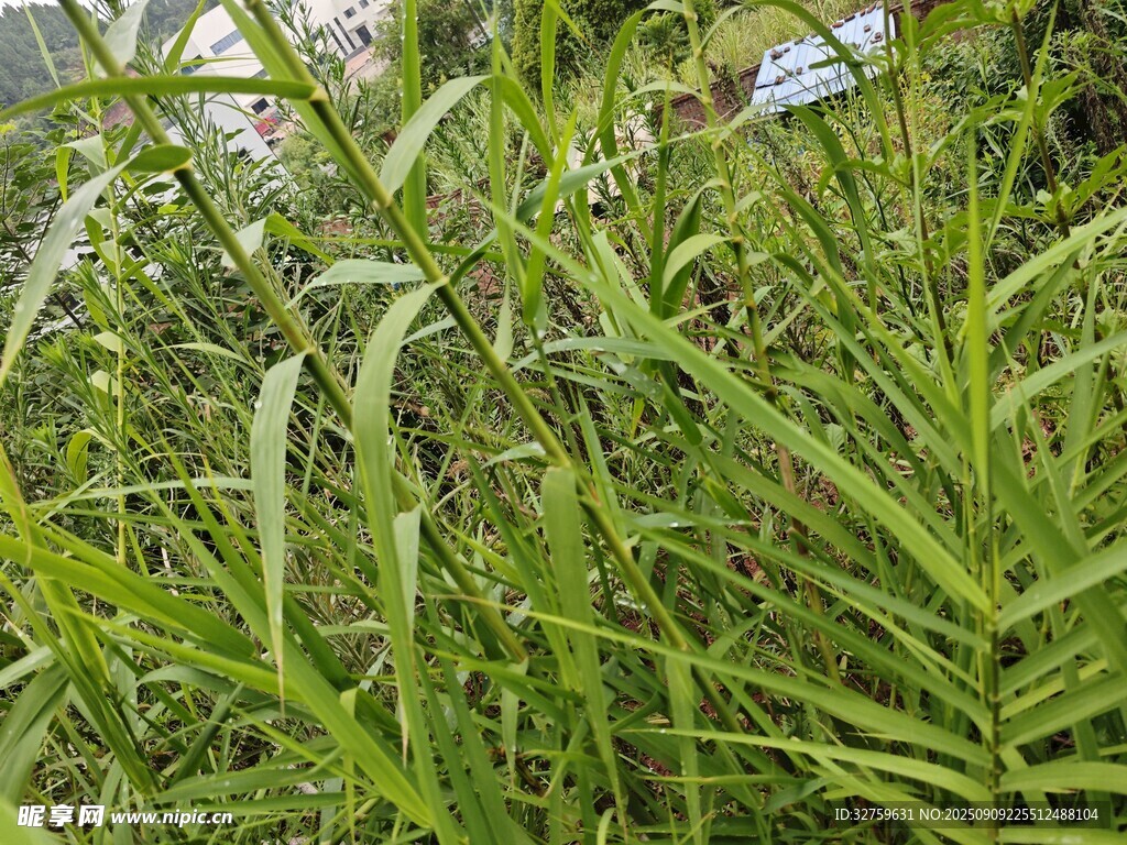 翠綠繁茂的多樣綠植