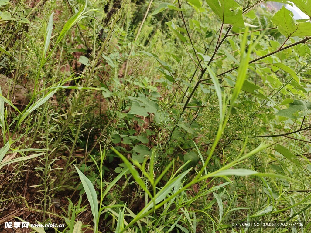 野外叢生的綠色雜草