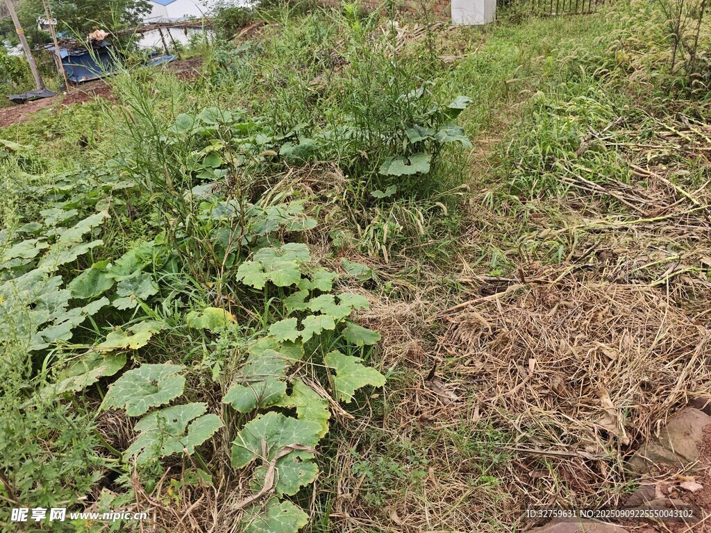 野外雜草叢生的土地