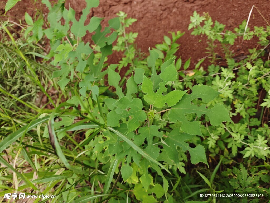 墻邊生長的綠色植物
