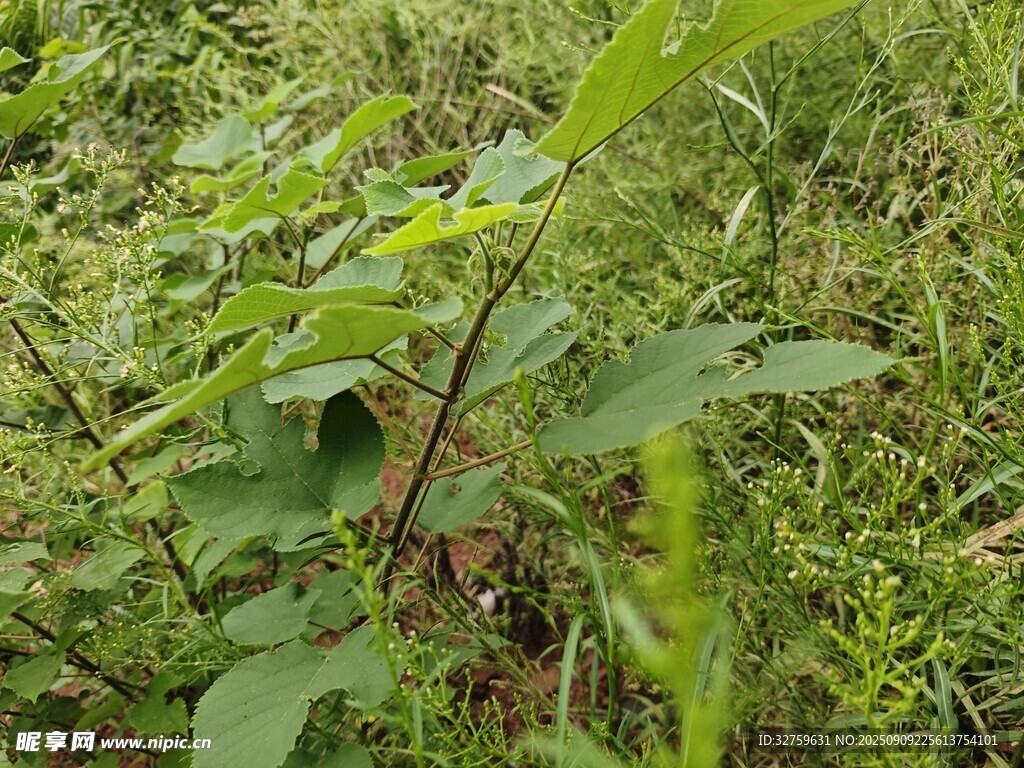 野外繁茂綠植景象