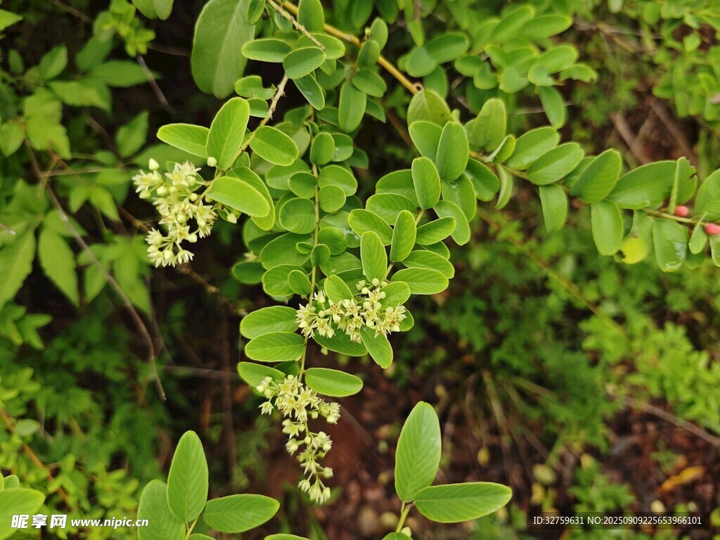 綠葉間的小白花植物