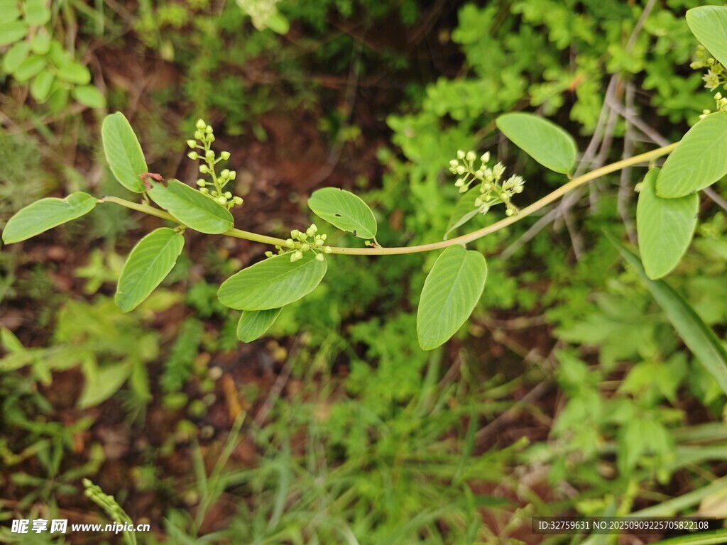 綠葉間的小黃花植物