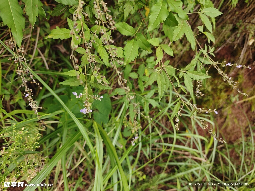 野外繁茂的綠色植物景象