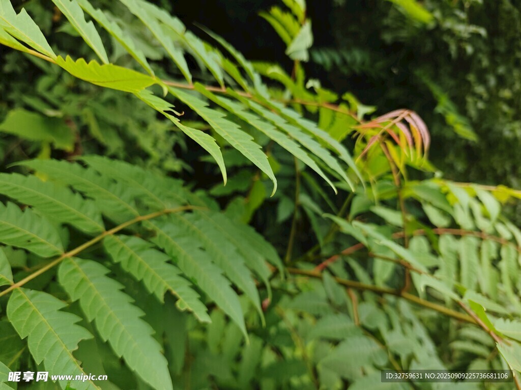 翠綠蕨類植物特寫(xiě)