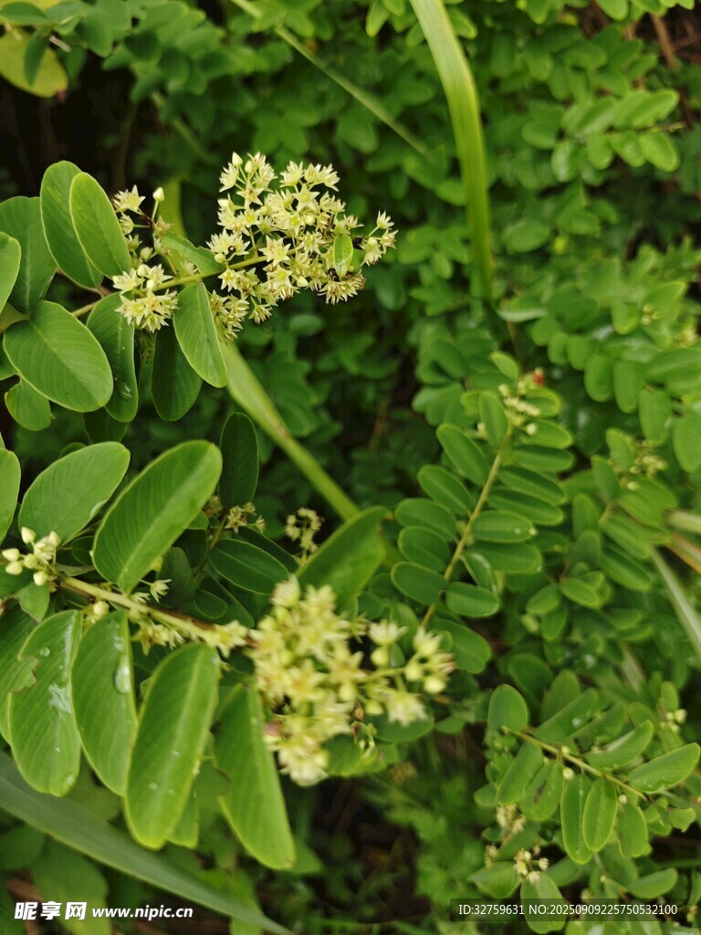 綠色植物上的小花與豆莢
