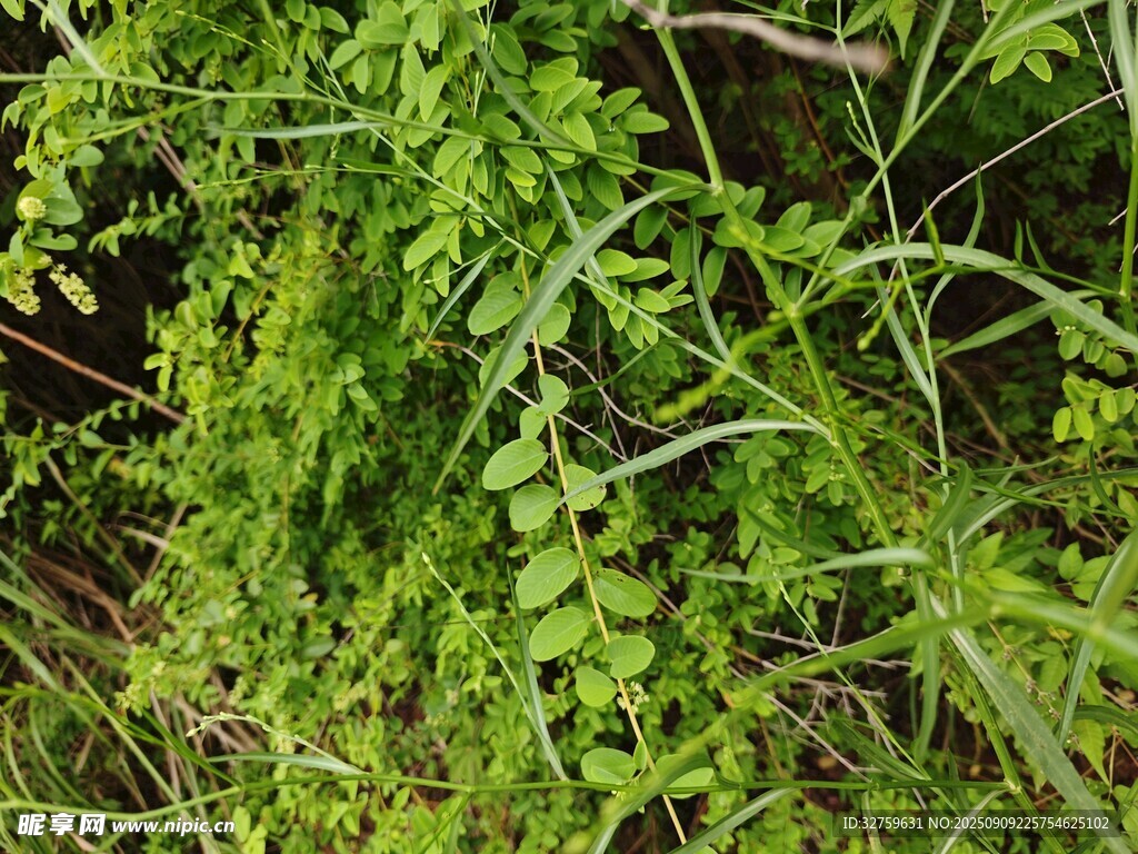 翠綠蕨類植物生機(jī)勃勃
