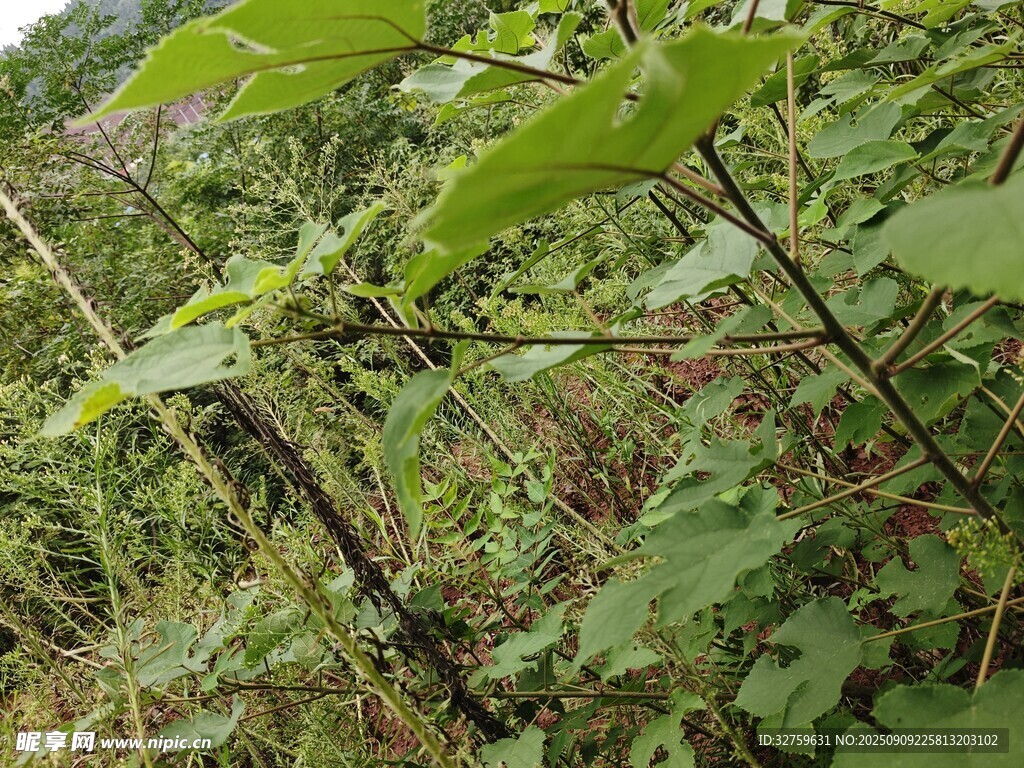 野外生長的繁茂綠色植物