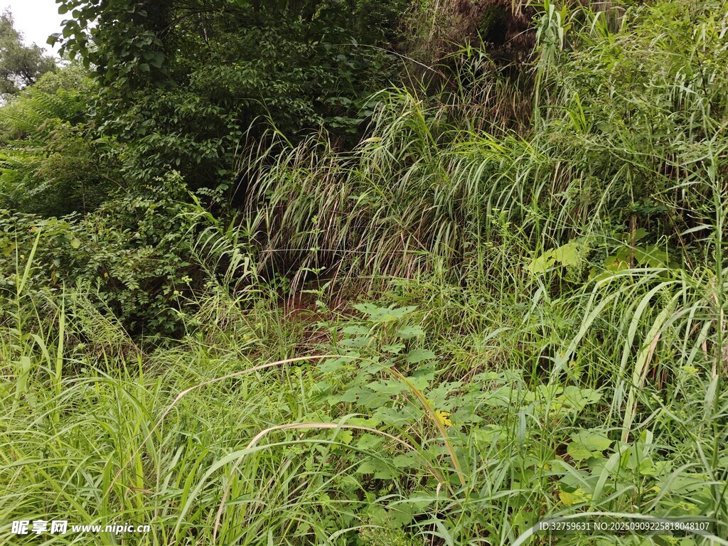野外茂密的綠色植物景觀